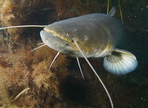 wels fish|Wels catfish • Silurus glanis • Fish sheet .